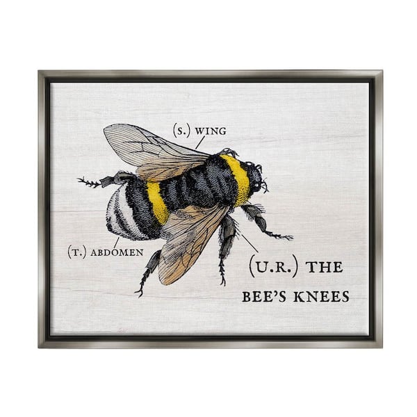 Anatomy of Honey Bee Pun Charming Bee's Knees by Daphne Polselli Floater Frame Animal Wall Art Print 25 in. x 31 in.